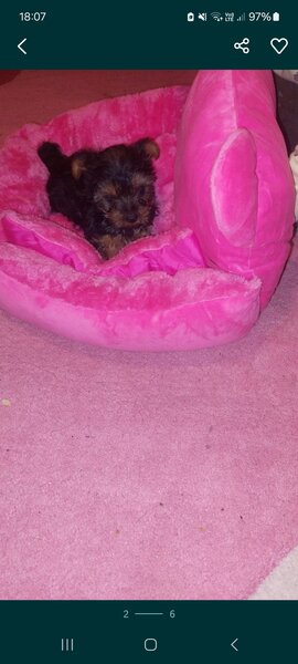Yorkshire Terrier mini toy,