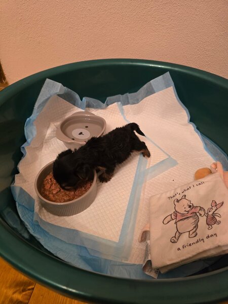 Yorkshire Terrier mini toy,