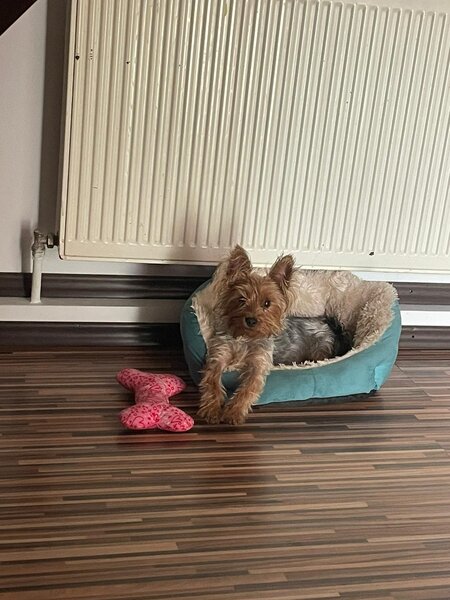 Yorkshire Terrier mini toy,