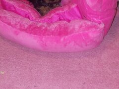 Yorkshire Terrier mini toy