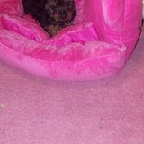 Yorkshire Terrier mini toy